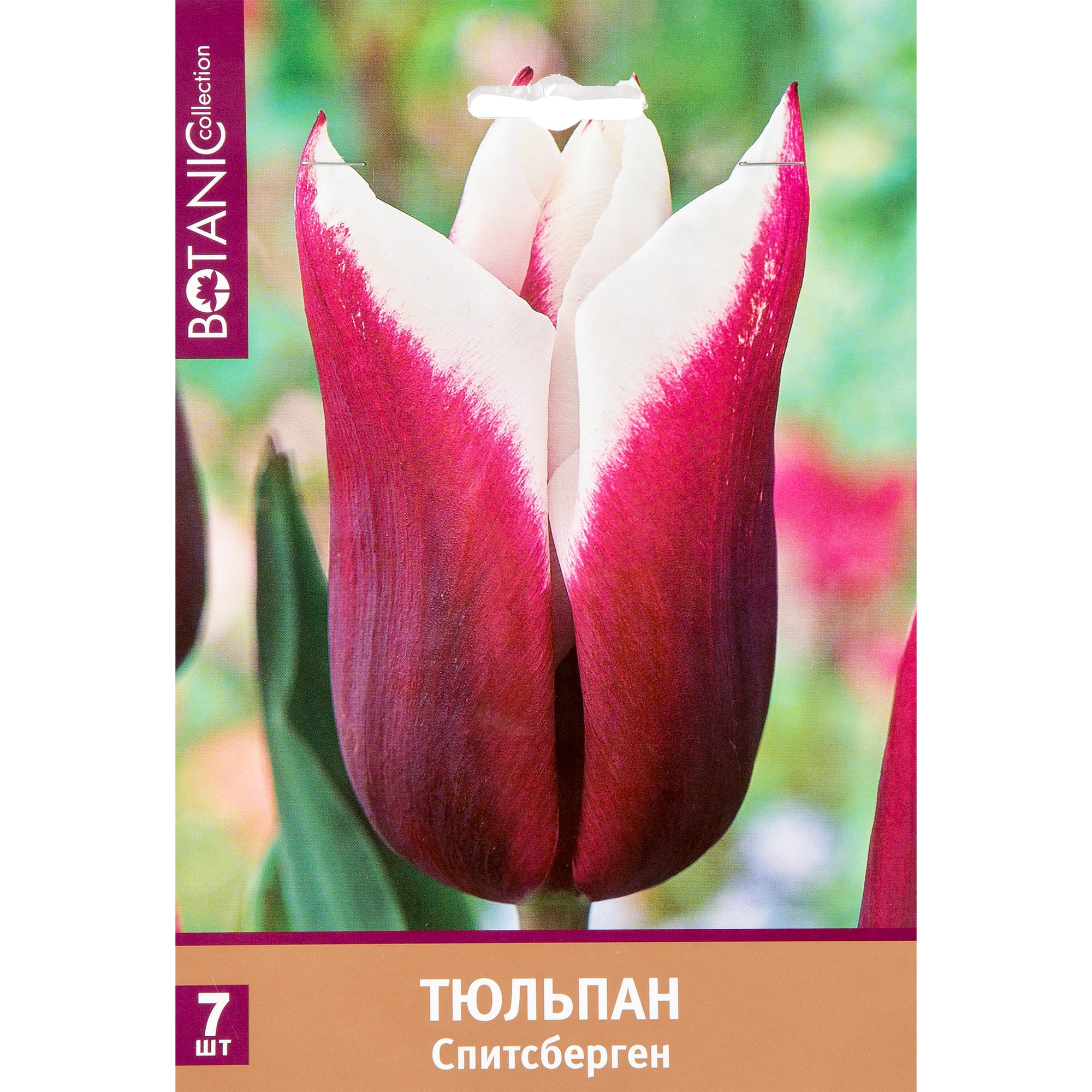 82351170 Тюльпан Триумф «Спитсберген» Santreyd 