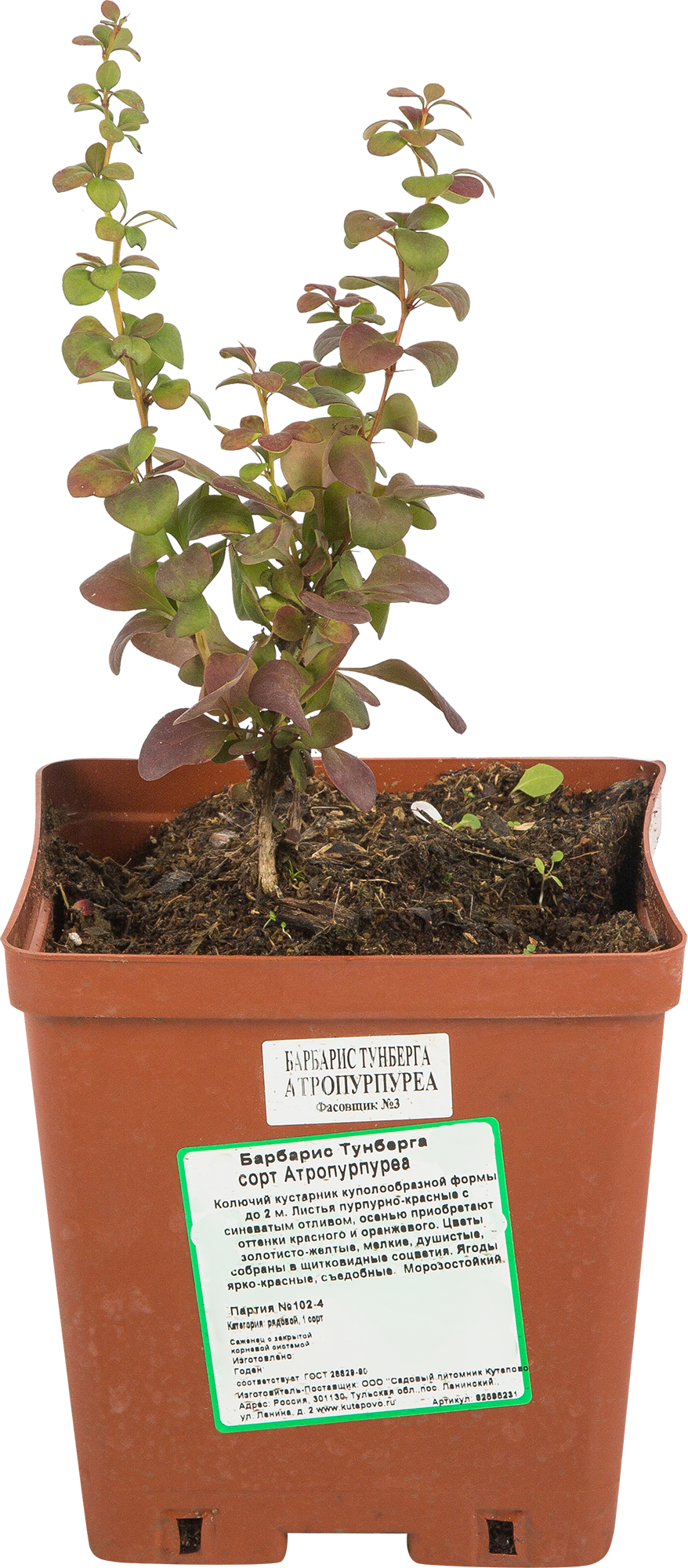Барбарис Атропурпуреа Santreyd - декоративный кустарник с целебными ягодами 82595231 STLM-0030951