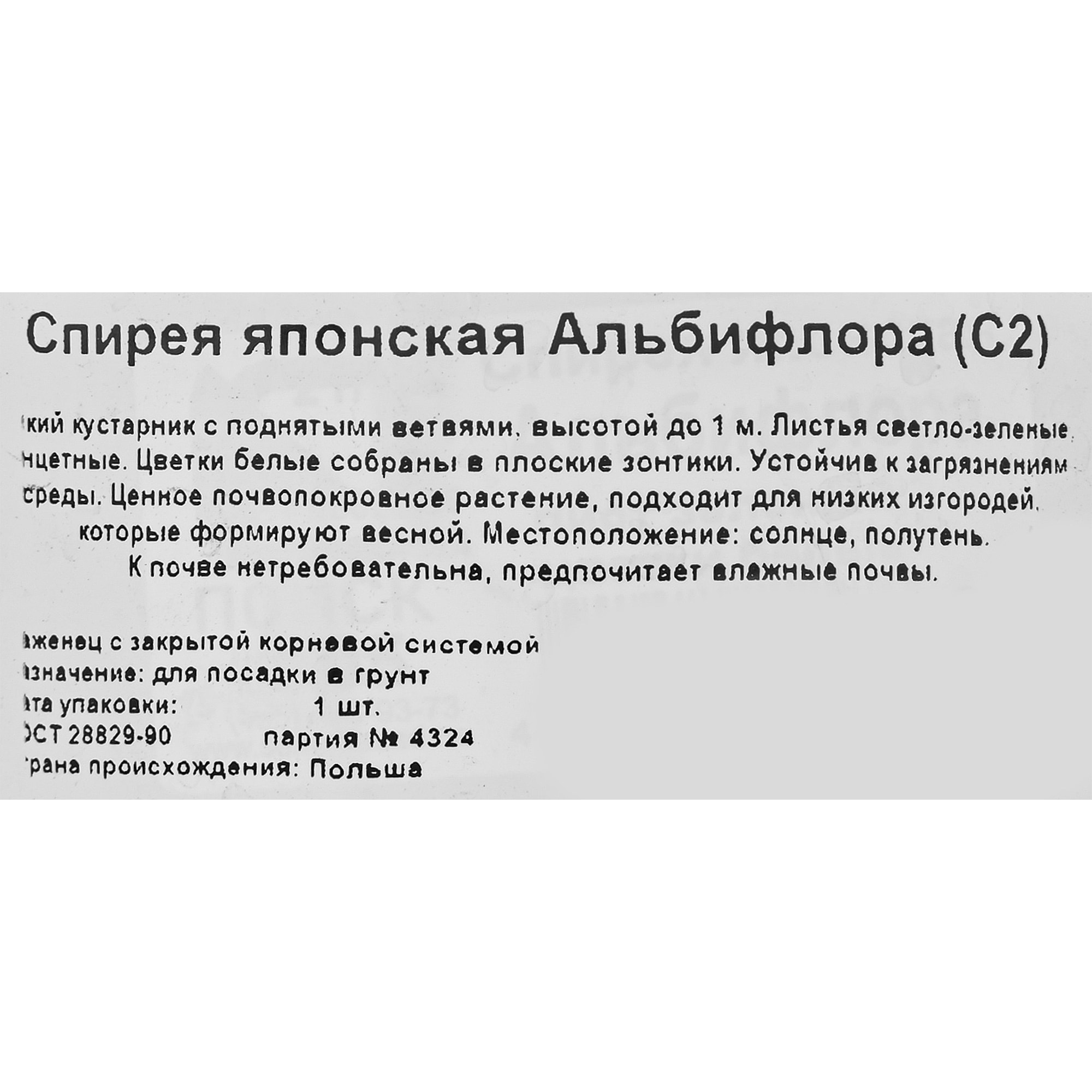 82360401 Спирея японская «Альбифлора» С2 Santreyd  - Вид №1