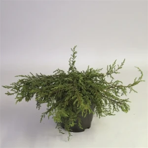 Можжевельник Репанда С5 - хвойный многолетник для сада 89422406