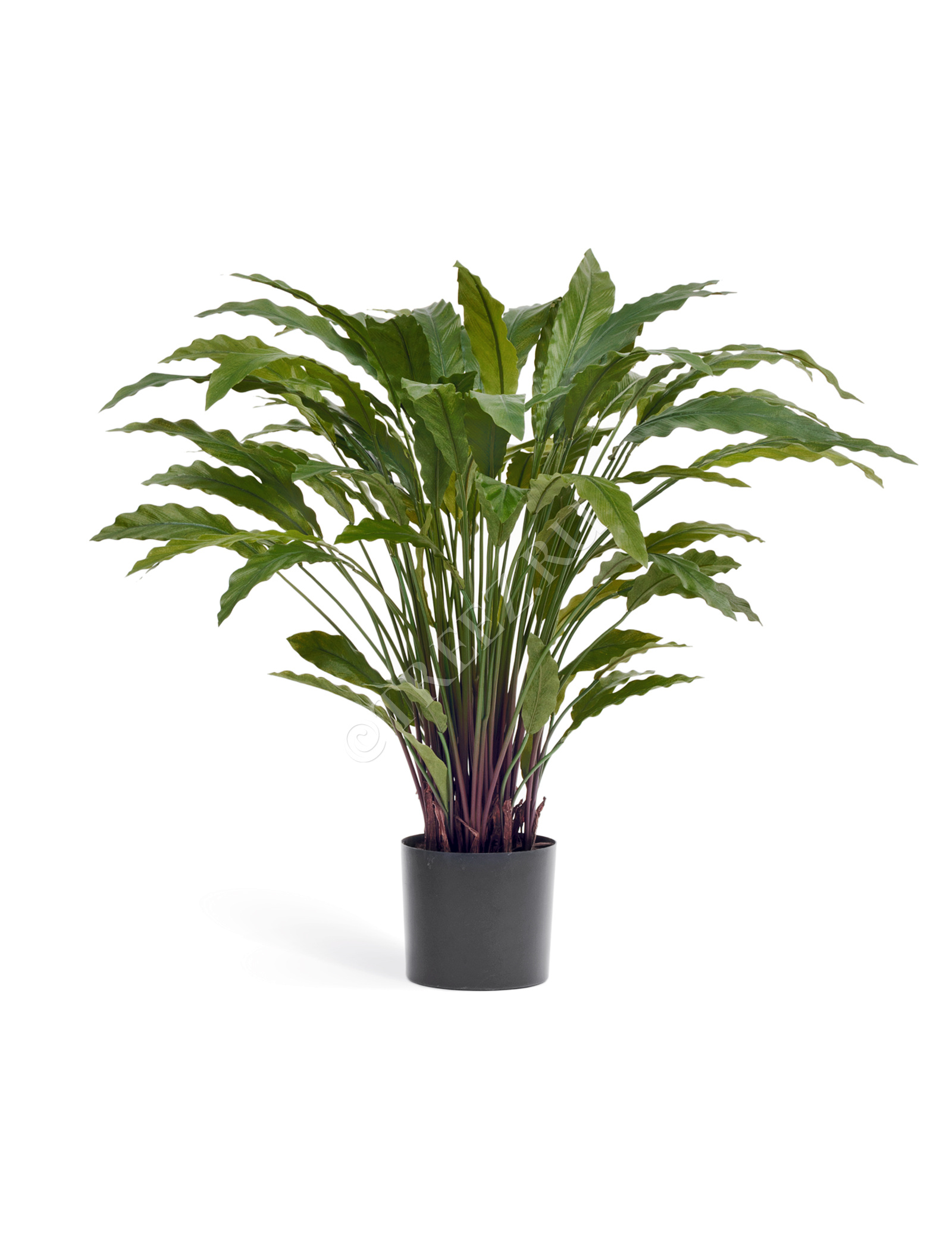 20.1010XL Калатея в горшке Цветочная коллекция  - Вид №2