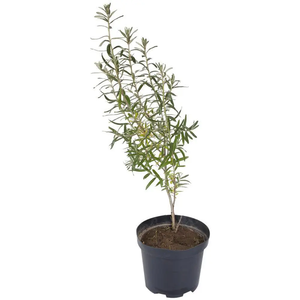 Облепиха «Елизавета» 17.5x50 см 82585429 STLM-2165796 Santreyd 