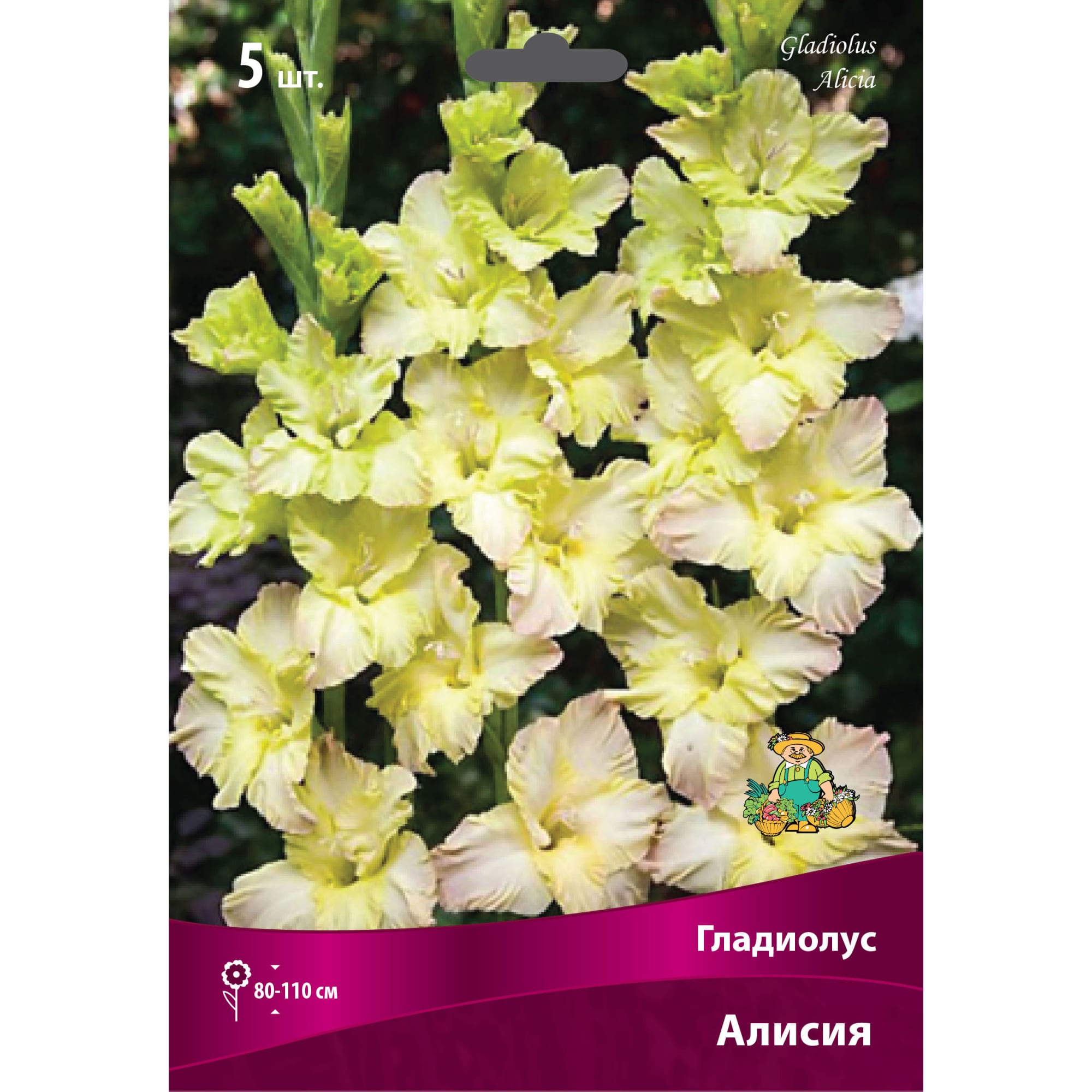 83596391 Гладиолус крупноцветковый Алисия луковица 12/14 Santreyd 