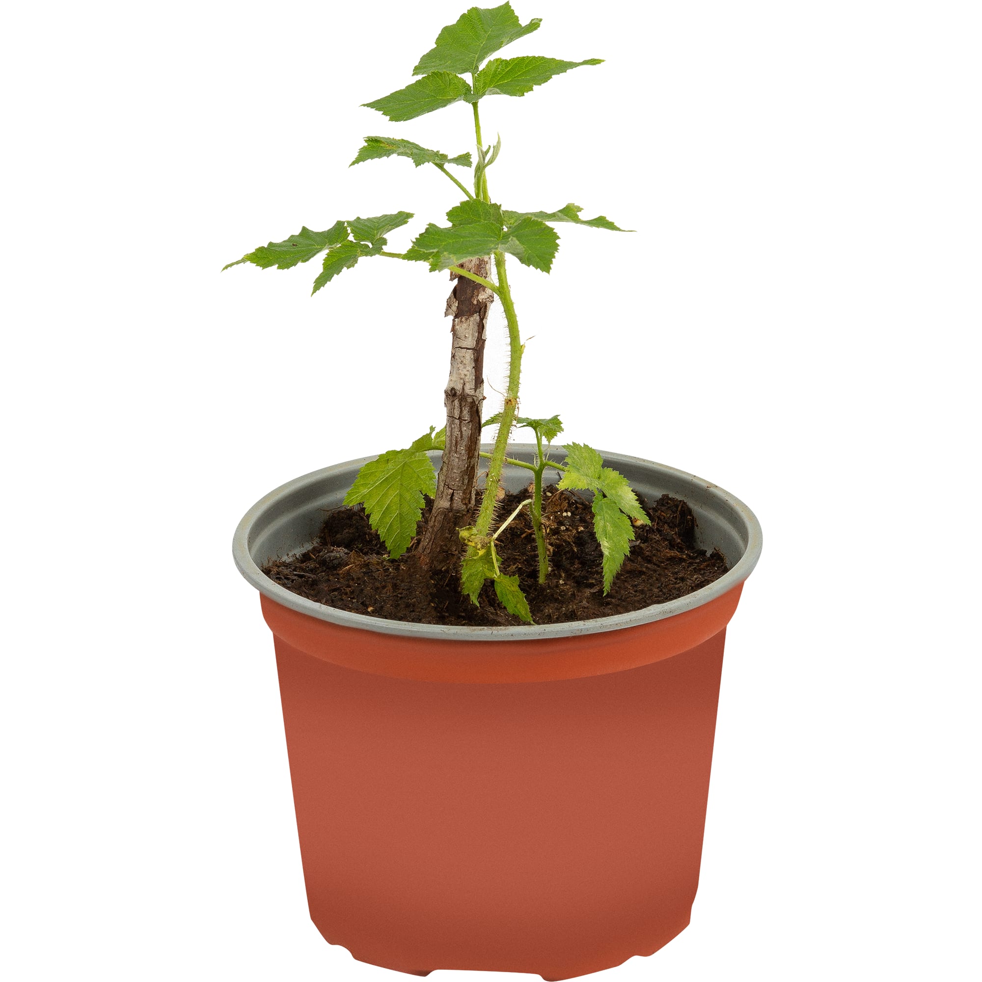 82585427 Малина ремонтантная «Карамелька» 17x30 см Santreyd 