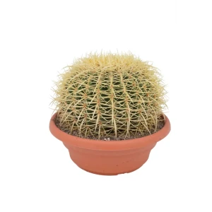 Santreyd Эхеверия крашеная микс - цветной суккулент в горшке 87819697