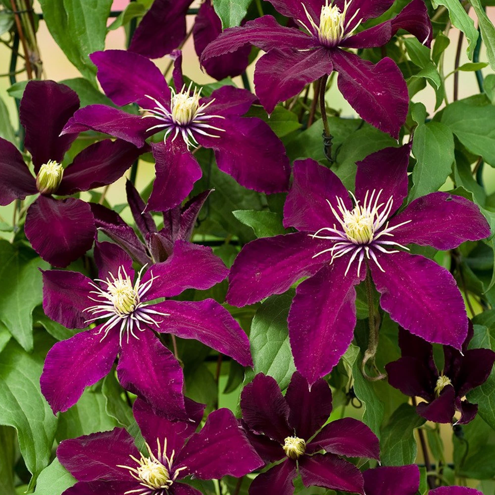 82237708 Клематис крупноцветковый «Ниобе» С1 Santreyd  - Вид №2