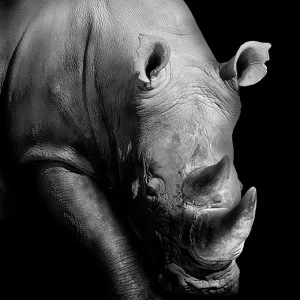 D1-099 Фотообои DIVINO Collection D 2.7х2 м