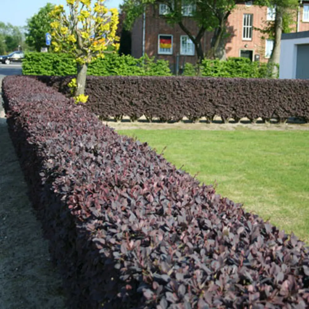 Барбарис Оттавский Суперба от Santreyd - пурпурный акцент вашего сада 89369794