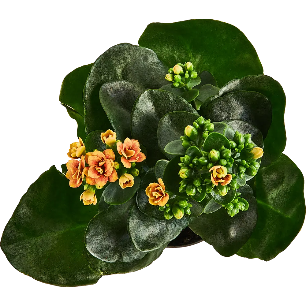 Santreyd Каланхое Дабл Квин Дженетик - цветущее совершенство в горшке 86749975 STLM-1483572 - Вид №3