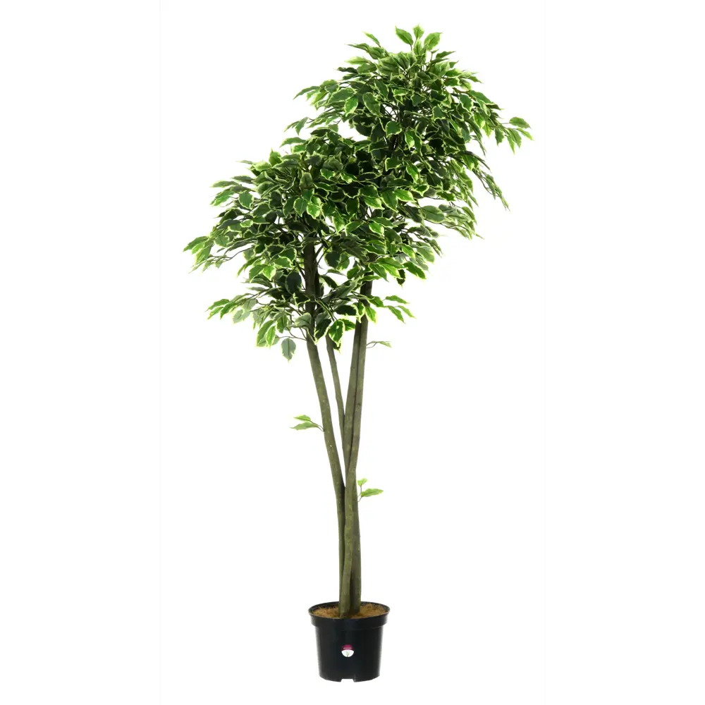 Фикус Наки Дуо Меланж ø21 h160 см Santreyd STLM-2114540 - Вид №1