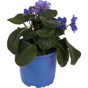 Santreyd Сенполия - Фиалка с роскошным фиолетовым цветением 83248139