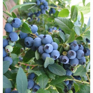 82596987 Голубика «Блю Кроп» C2 высота 30 см