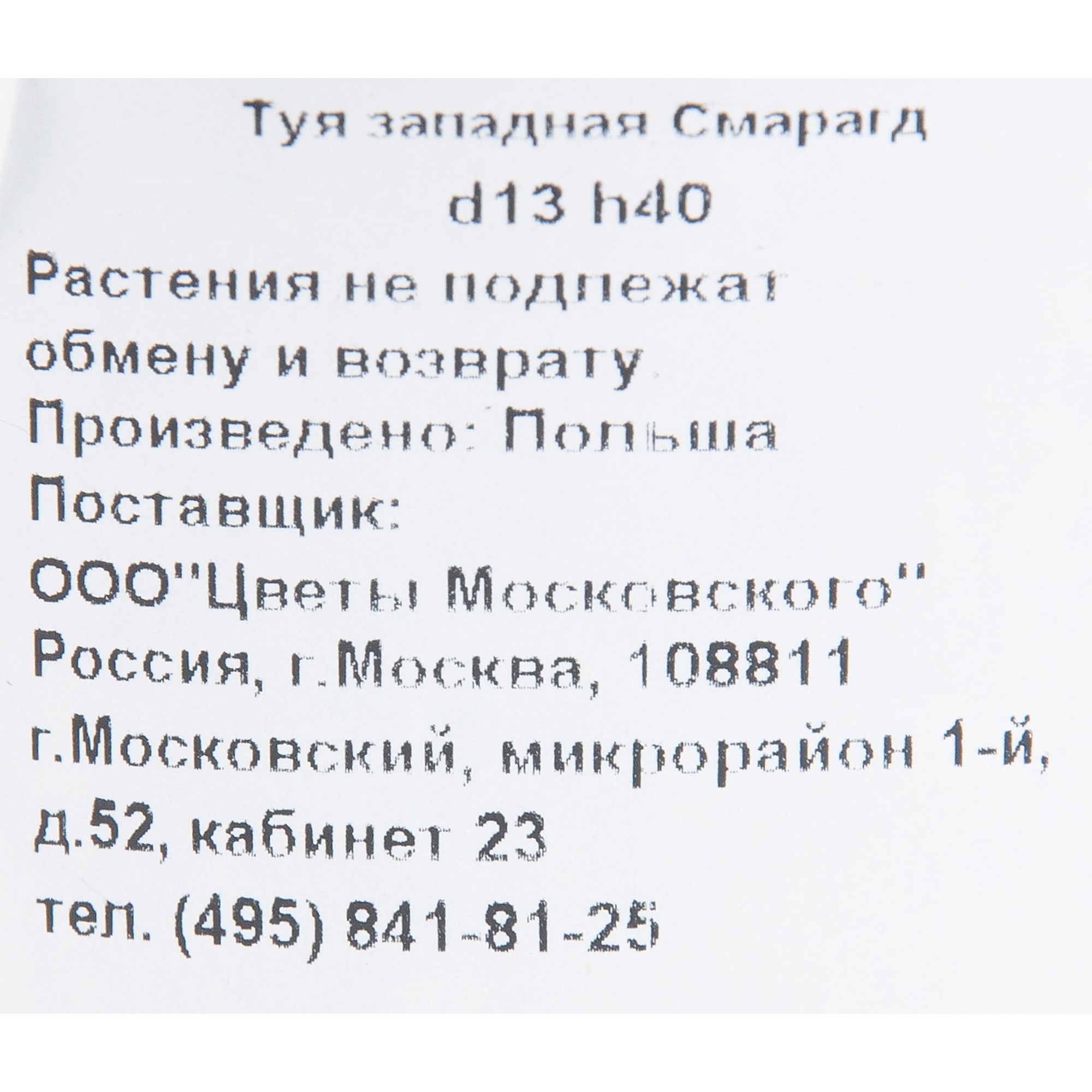 82622626 Туя западная «Смарагд» 13x40 см Santreyd  - Вид №1