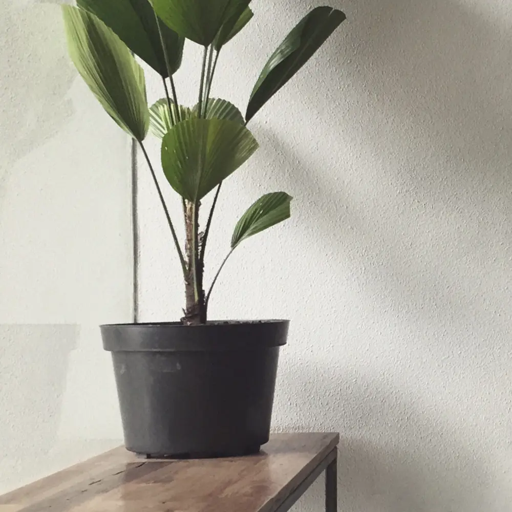 MAITRE DECO Colorix - декоративная краска с мозаичным эффектом для стен и потолков 83262260 STLM-0040010 - Вид №7