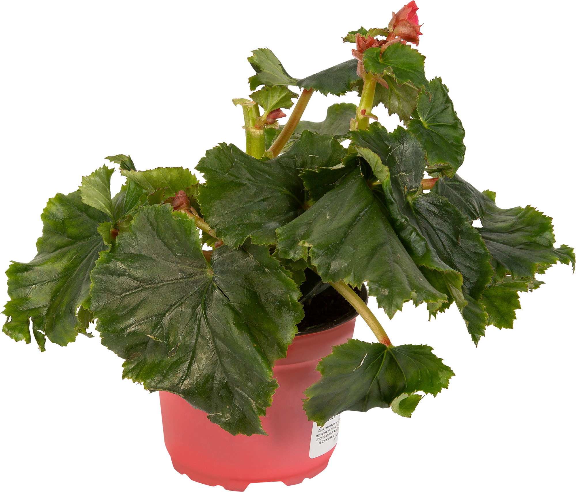 Бегония элатиор Santreyd - цветущее комнатное растение 83248143