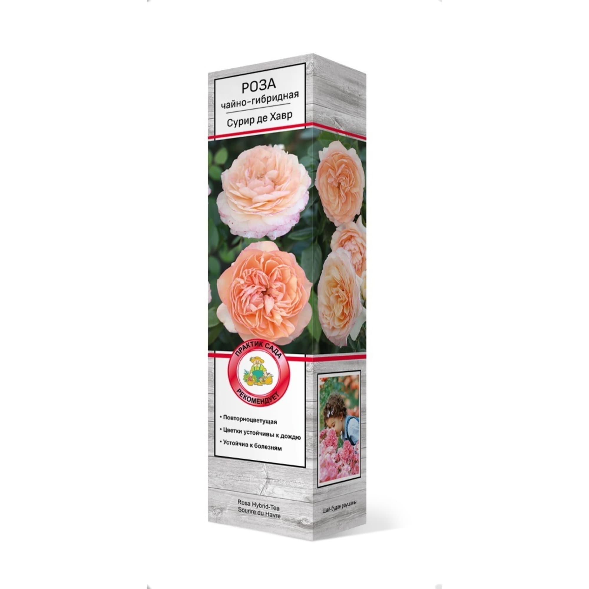 83786572 Роза чайно-гибридная Сурир де хавр h37 см Santreyd 