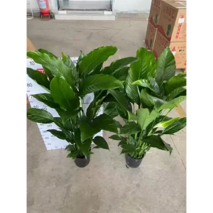 Спатифиллум Принцесса ø21 h100 см