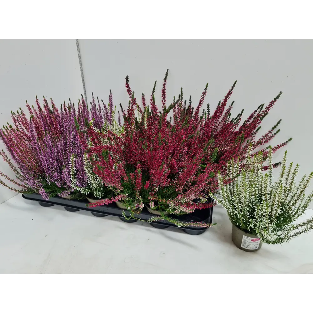 Вереск Гарден Герлз - декоративный кустарник для сада ø9 h15 см 89022302 Santreyd STLM-1582552