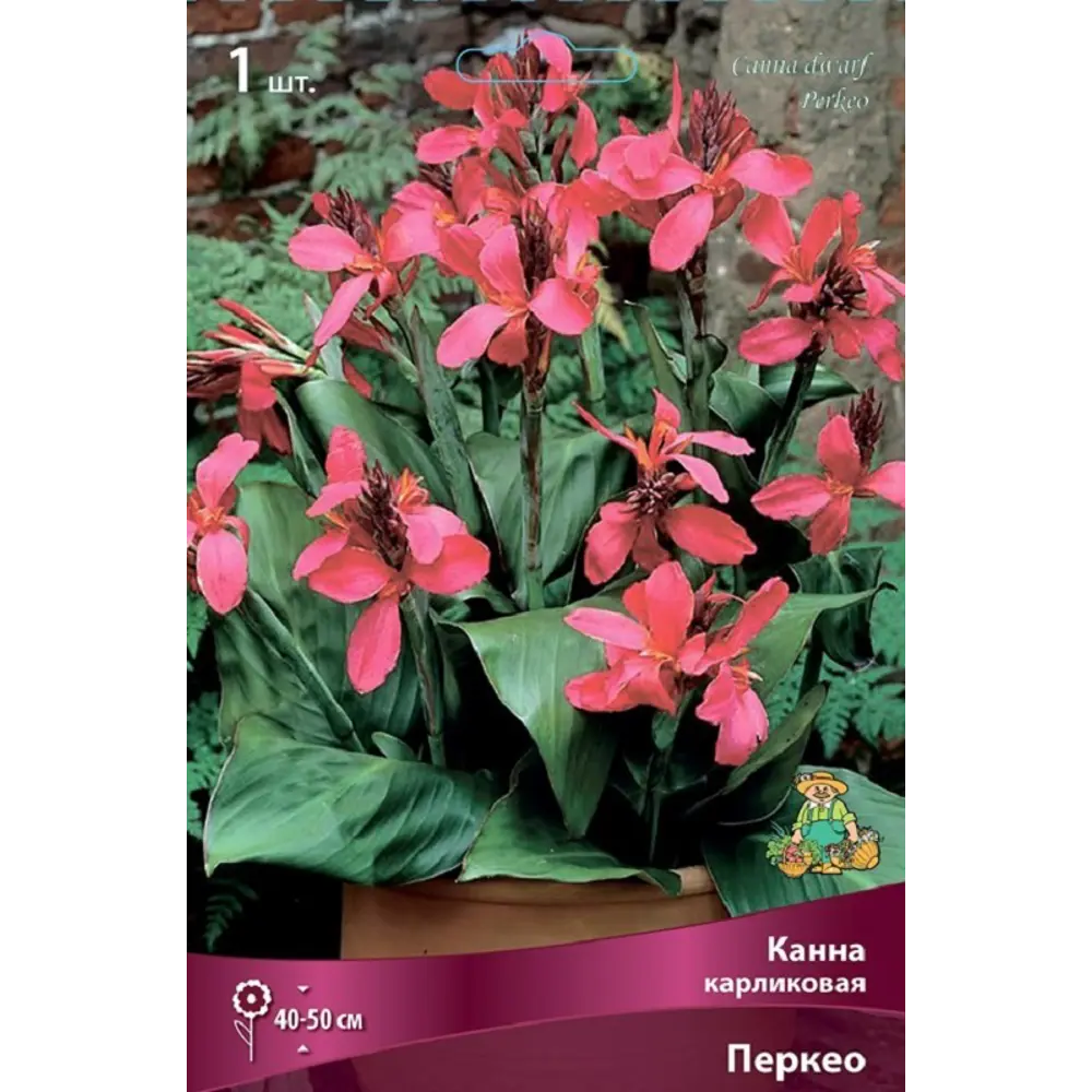 Канна карликовая Перкео ПОИСК STLM-2068901 - Вид №1