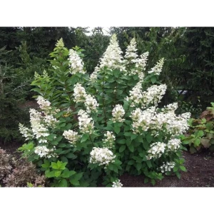 Гортензия метельчатая Брюссель Лейс - ароматный многолетний кустарник 89432292