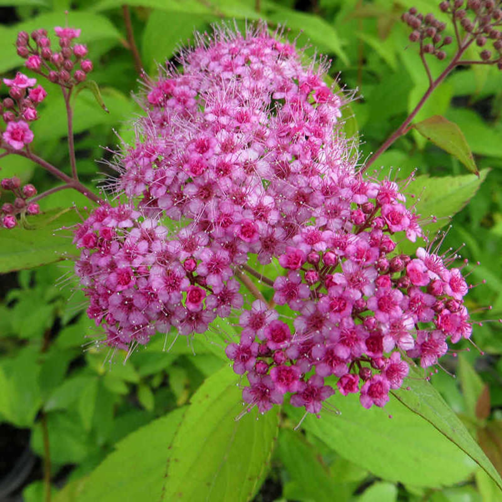 82594830 Спирея Макрофилла 15x30 см Santreyd  - Вид №2