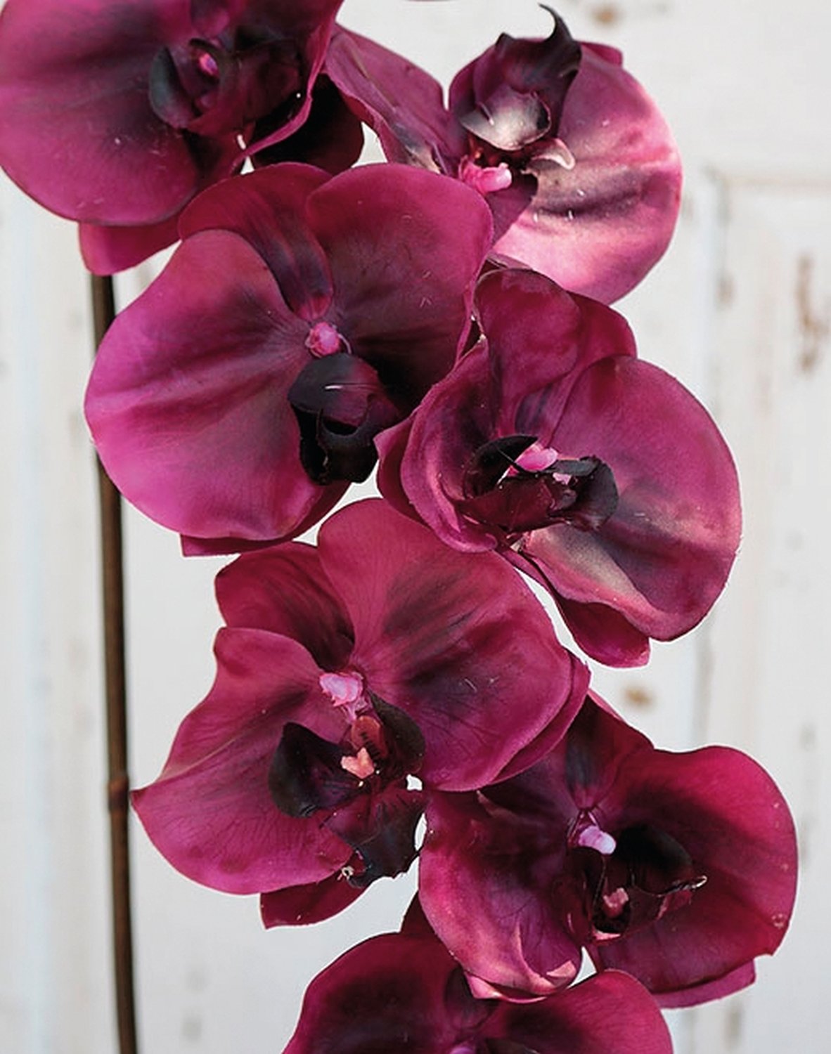 2508 299 a3 Пластиковая орхидея Phalaenopsis, 110 см, real touch, антично-темно-фиолетовый H-andreas  - Вид №1