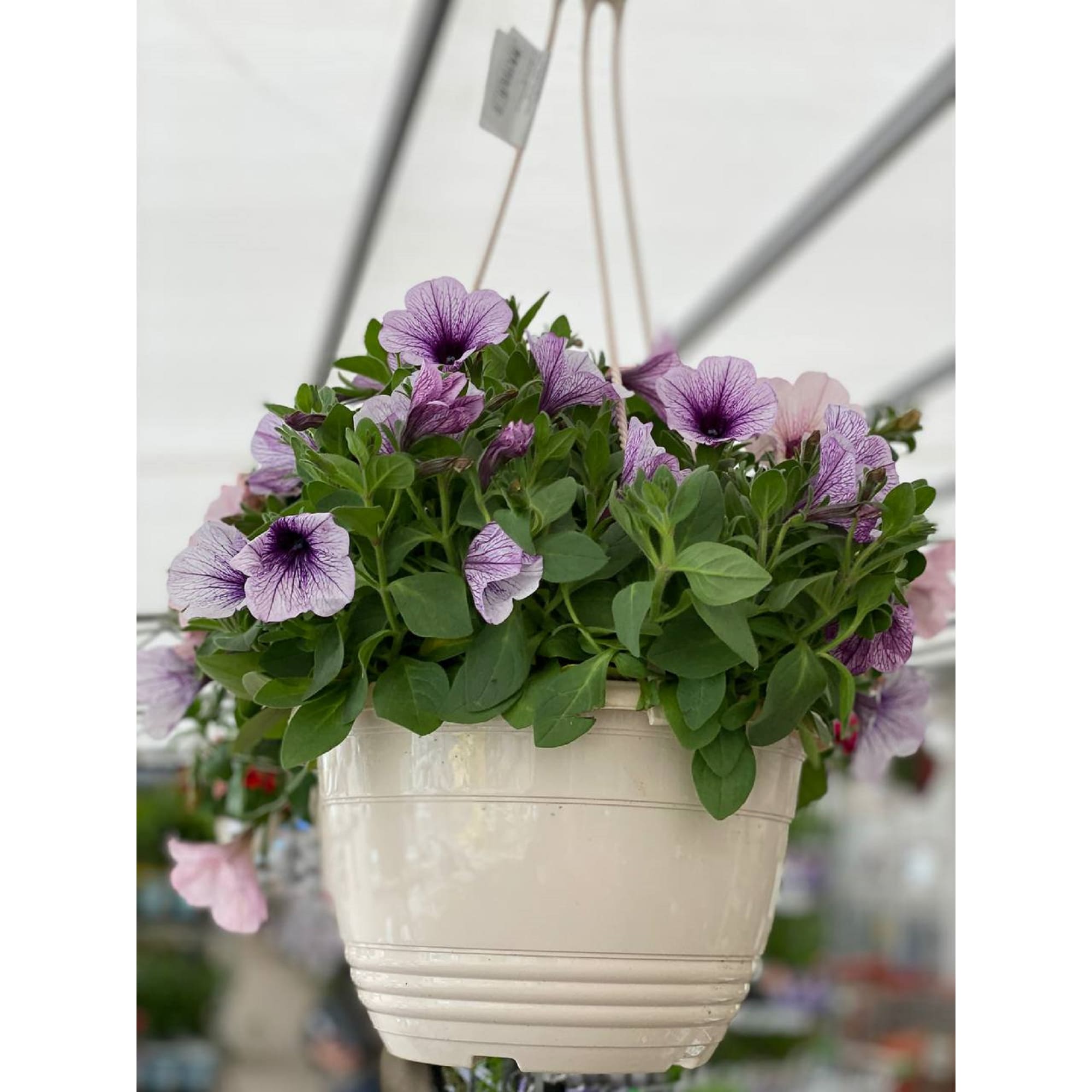 12710149 Рассада «Петуния Биг Тайм ампельная», 25x21 см Santreyd  - Вид №1