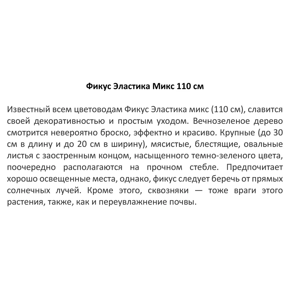 Фикус Эластика микс 110 см от Santreyd — вечнозеленый акцент интерьера 11945421 STLM-0001619 - Вид №1