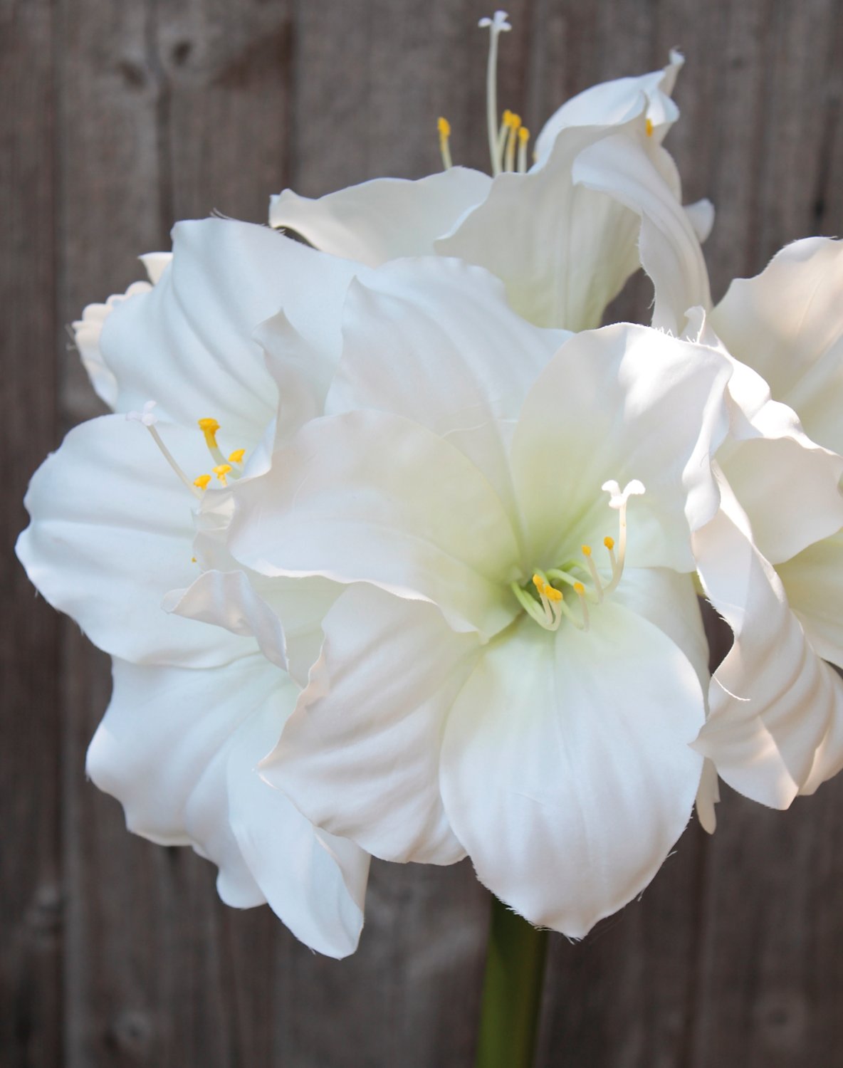 2445 777 a3 Амариллис шелковый, 71 см, белый H-andreas  - Вид №1