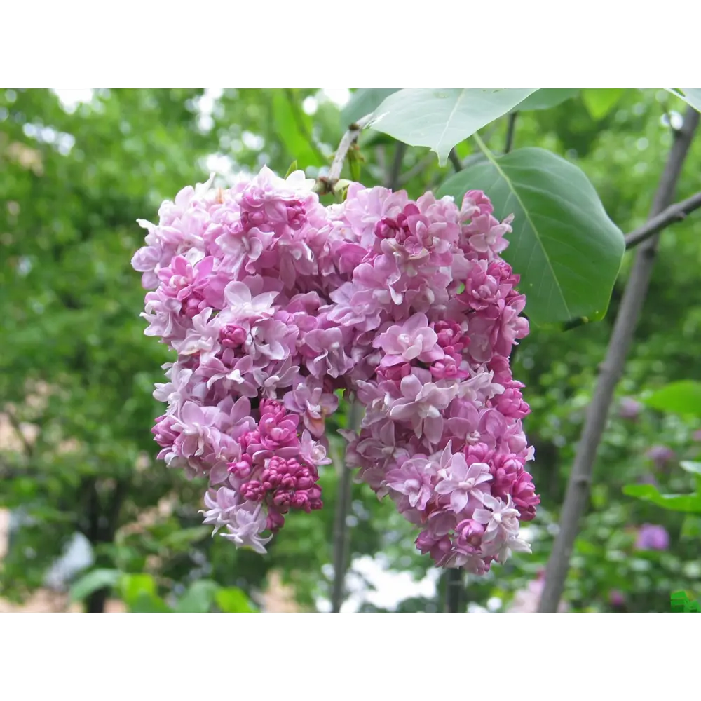 Сирень Катерина Хавемейер от Santreyd - розовая красота для вашего сада 82585349 STLM-0959705 - Вид №1