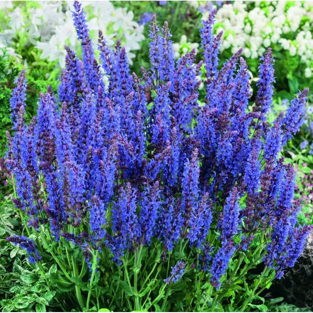 Сальвия дубравная Нью Деменшн ø17 h30 см 85324896 STLM-2155840 Santreyd 