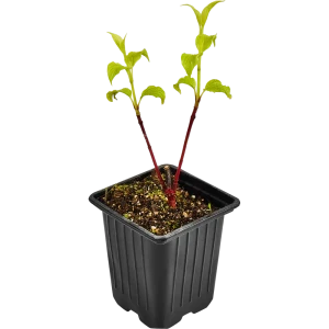 Santreyd Дерен белый Сибирика - декоративный кустарник для живых изгородей 89364986