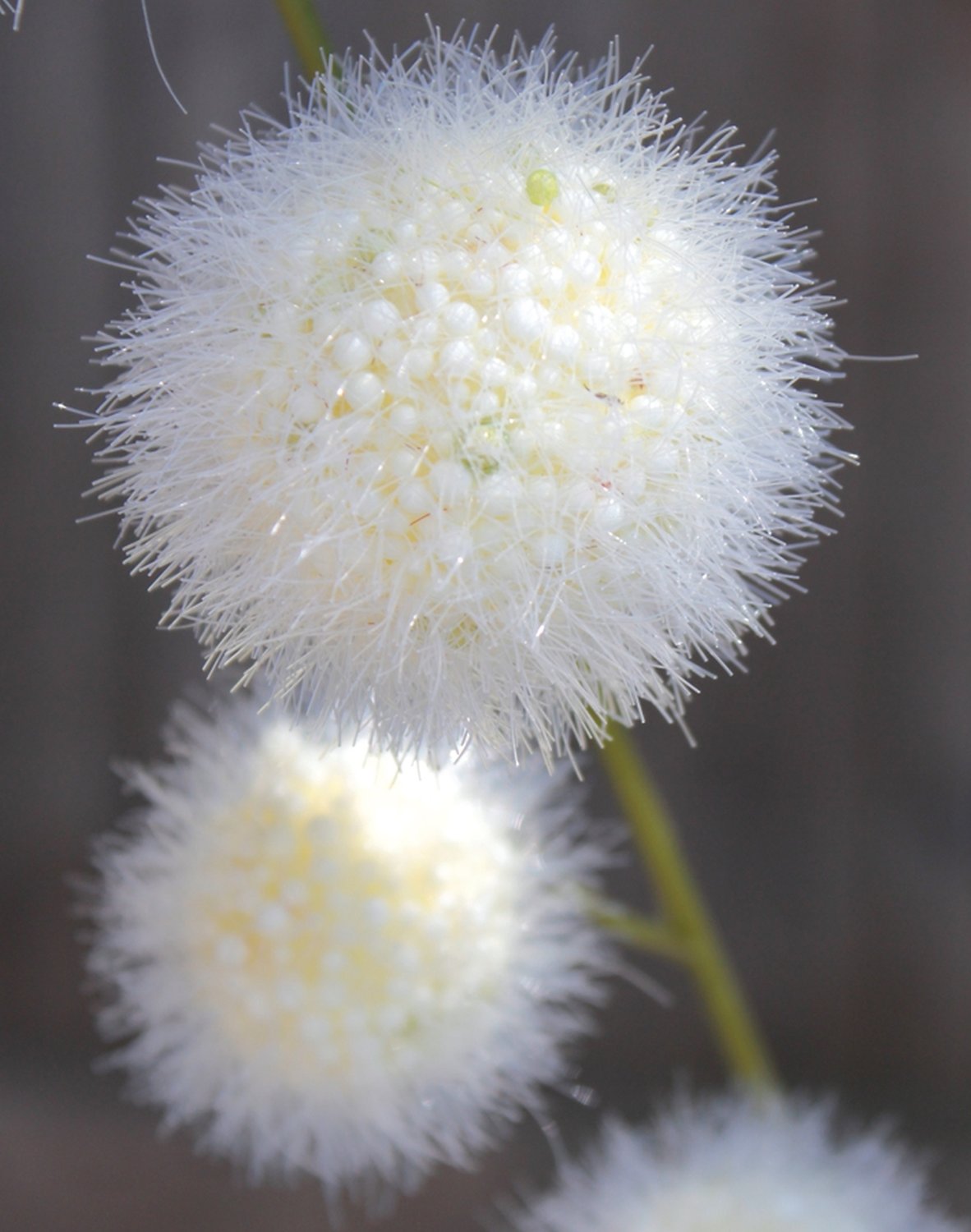 5535 778 a3 Искусственный спрей из плодов гомфокарпуса, 103 см, бежево-белый H-andreas  - Вид №4