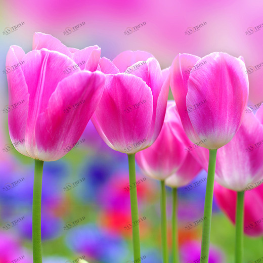 C2-153 Фотообои DIVINO Collection C 2.7х3 м C2153