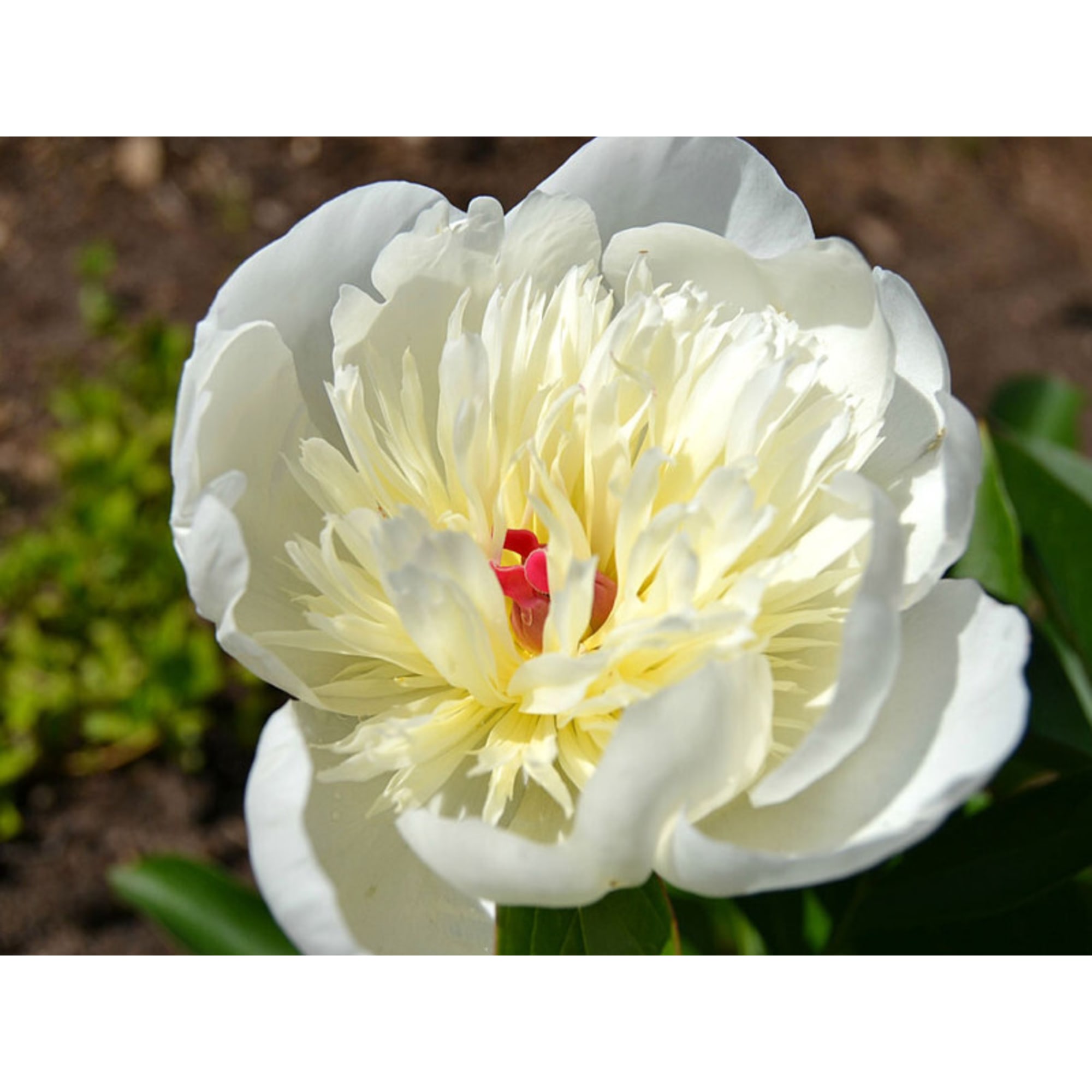 85324448 Пион молочноцветковый Мадрид ø14 h50 см Santreyd 