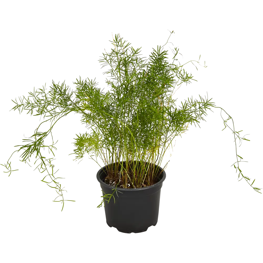 Santreyd Аспарагус микс - пышный комнатный кустарник для интерьера 84587062 STLM-0052403