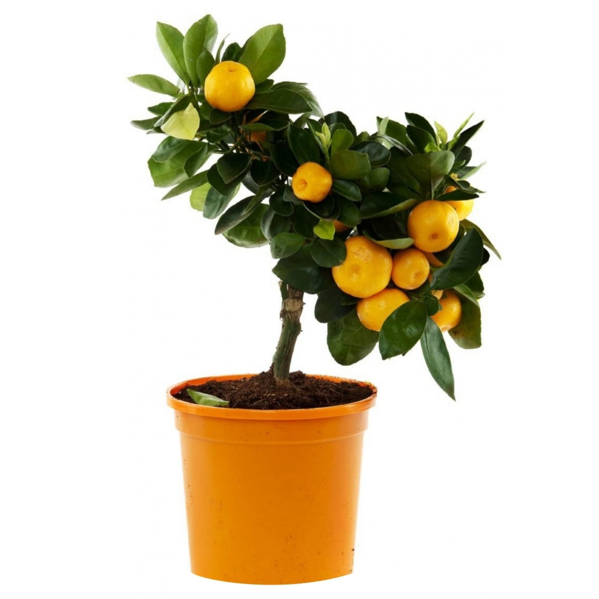 81959335 Цитрофартунелла «Микрокарпа» Santreyd  - Вид №2