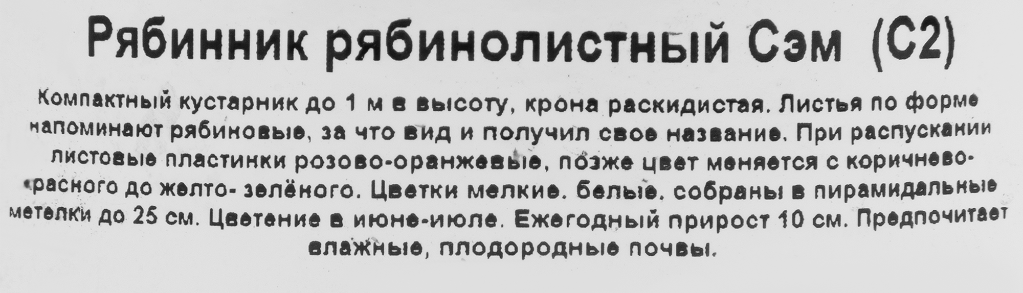 Рябинник Сэм Santreyd - кремовые соцветия с тонким ароматом для вашего сада 85324999 STLM-0061550 - Вид №1