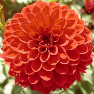 Георгина «Pompon Glow I» 13911858 STLM-2042201