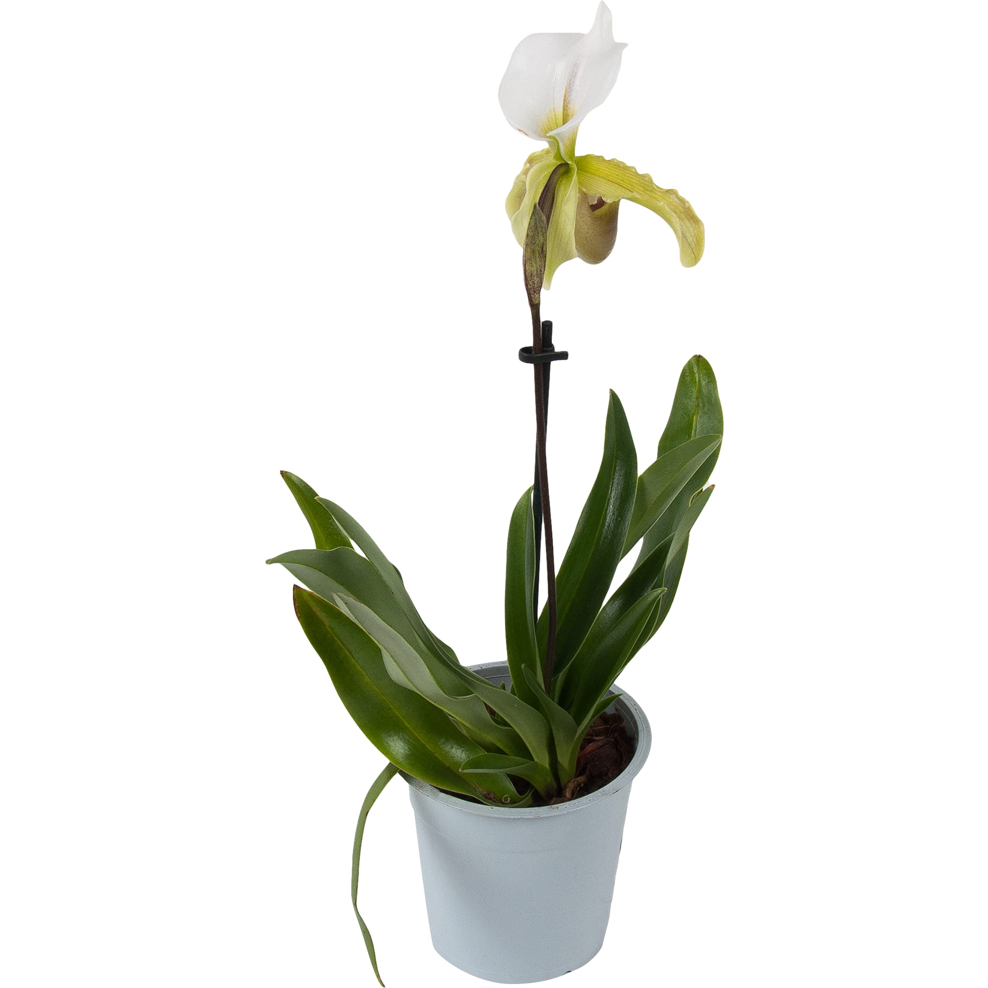 82579673 Орхидея Пафиопедилюм ø12 h50 см Santreyd 