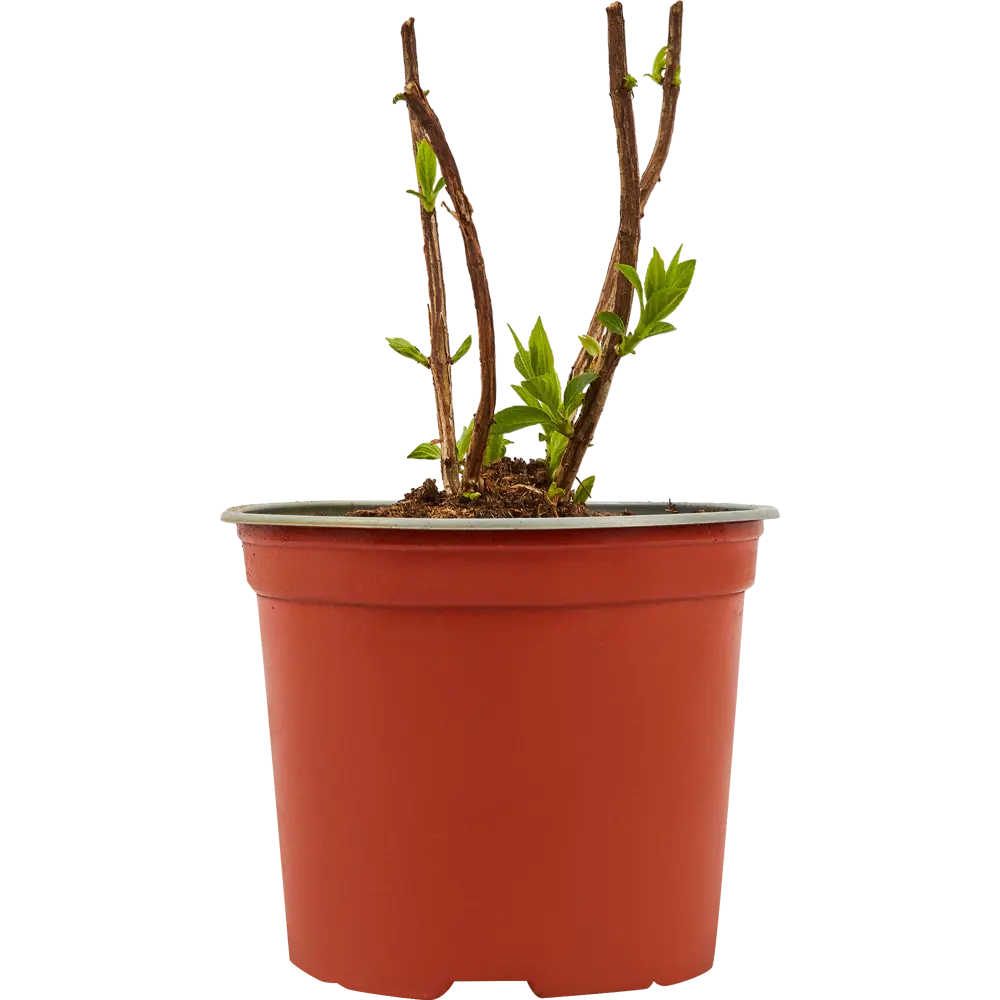 Гортензия метельчатая Santreyd - пышный кустарник с крупными соцветиями 82703595 STLM-0034459 - Вид №2