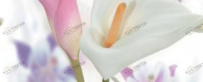 Dec Sano Panno C 20х50 Ceradim sun-id-311886
