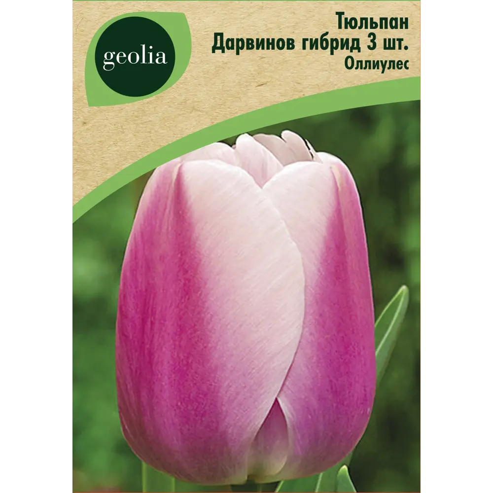 Тюльпан Дарвинов гибрид Оллиулес 3 шт GEOLIA STLM-2168302