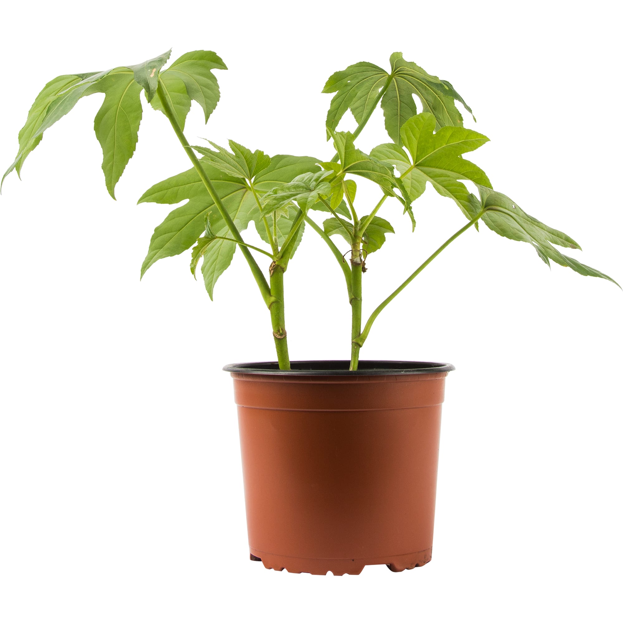 82850369 Фатсия 17х60 см Santreyd  - Вид №3