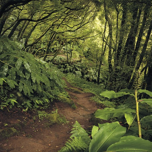 SH029-VD2-The-Path Фотообои Komar Stefan Hefele 2.5х2 м SH029VD2THEPATH