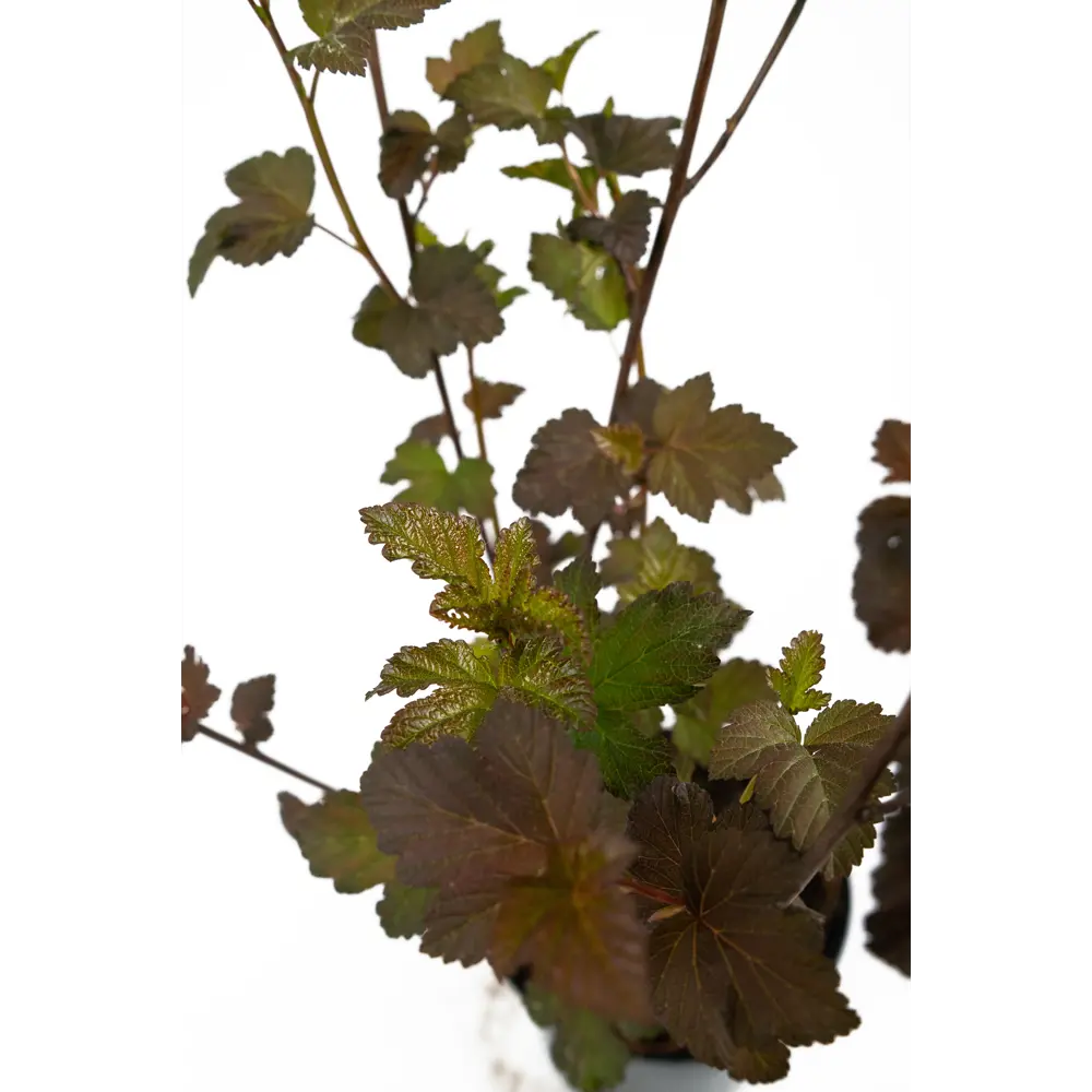 Пузыреплодник Diablo от Santreyd - декоративный кустарник с бордовой листвой 84841633 STLM-1422975 - Вид №2