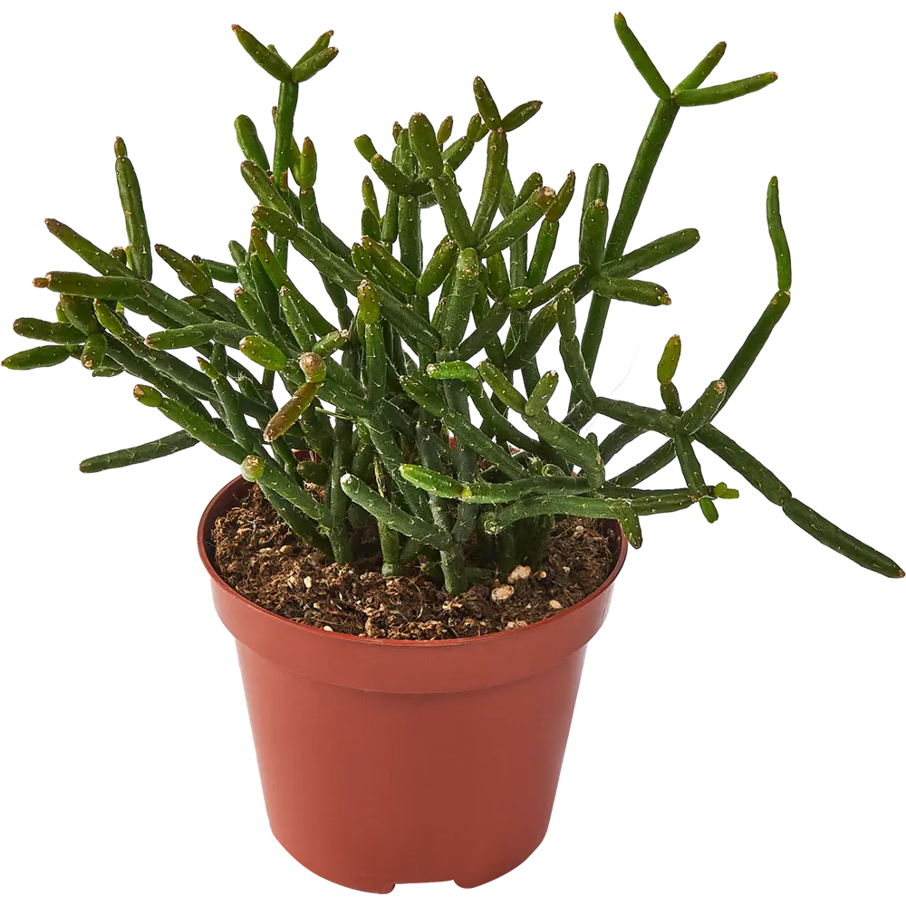 Santreyd Рипсалис микс — вечнозеленый кактус для интерьера 85325018 STLM-0061568