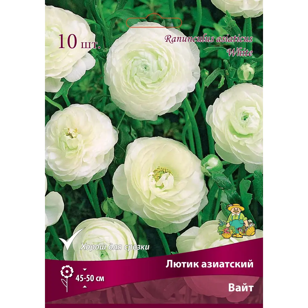 Лютик азиатский Вайт ПОИСК - белые шелковистые цветы для сада и балкона 89381386 STLM-1490640 - Вид №1