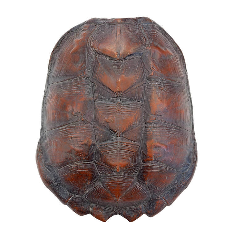 600459-00 ABHIKA ЧЕРЕПАХА БОЛЬШАЯ NATURAL 