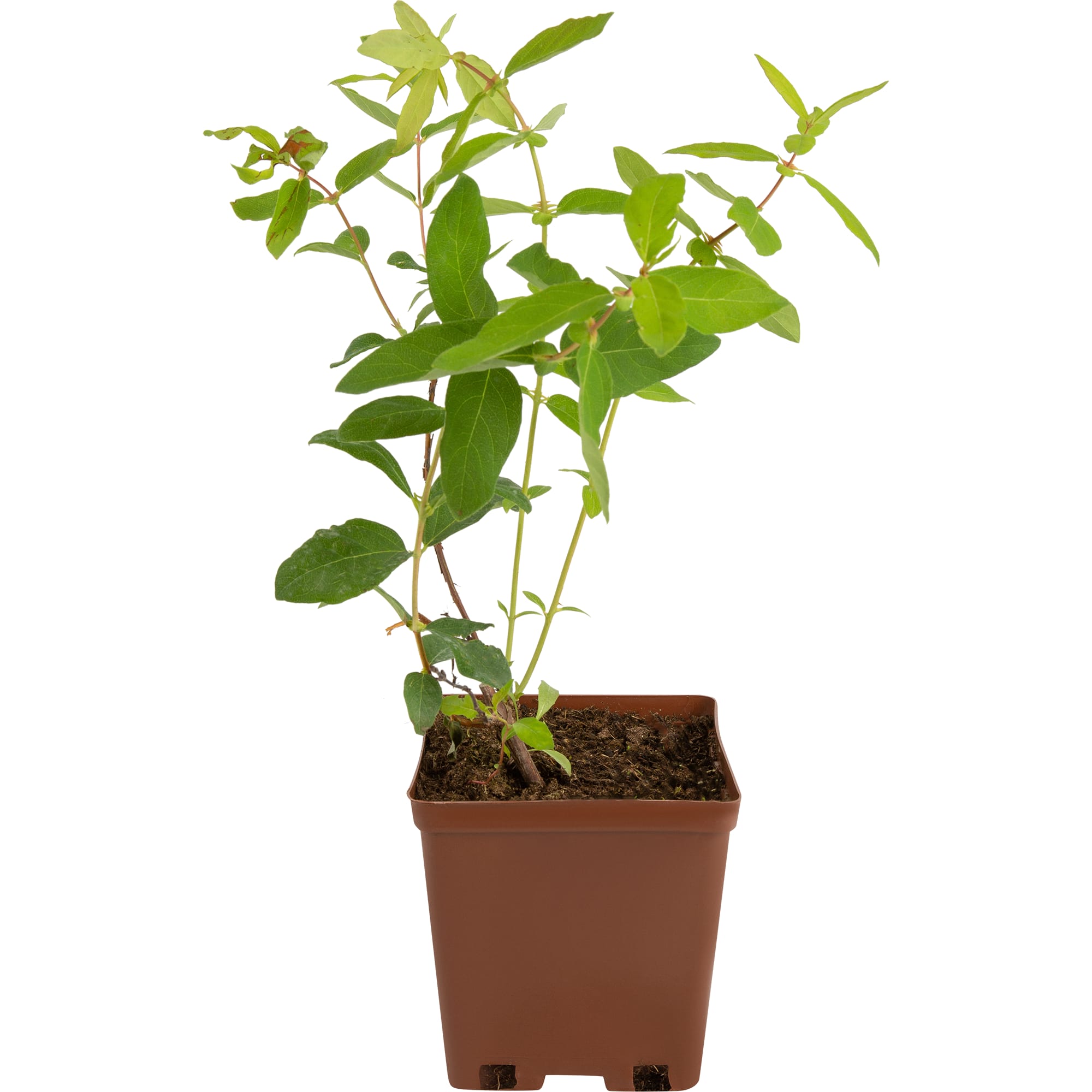 82597078 Жимолость плодовая «Изюминка» C3 высота 50 см Santreyd  - Вид №1